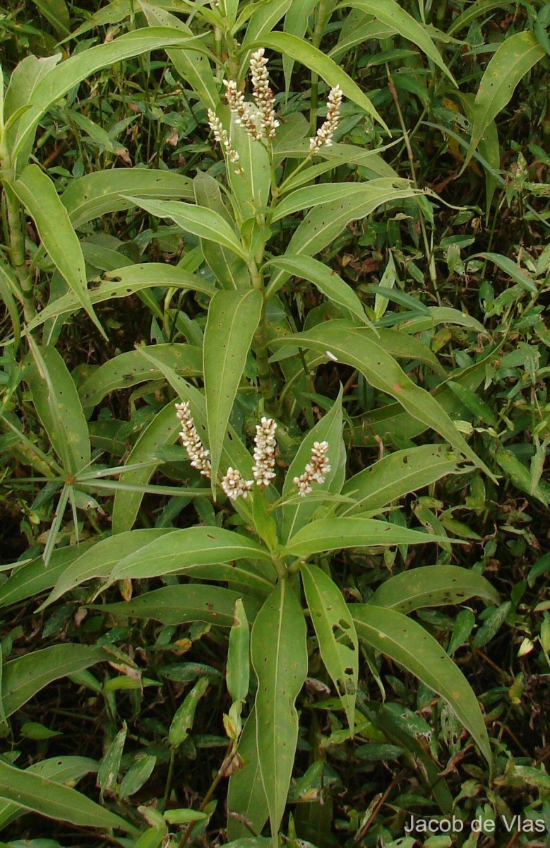 Persicaria barbata (L.) H.Hara